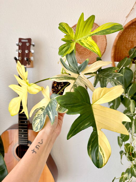 Philodendron Pedatum Variegated