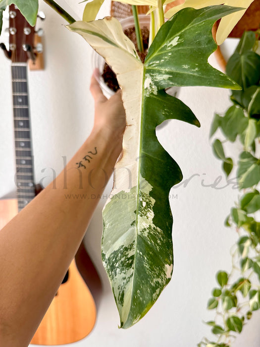 Philodendron Golden Dragon Variegated