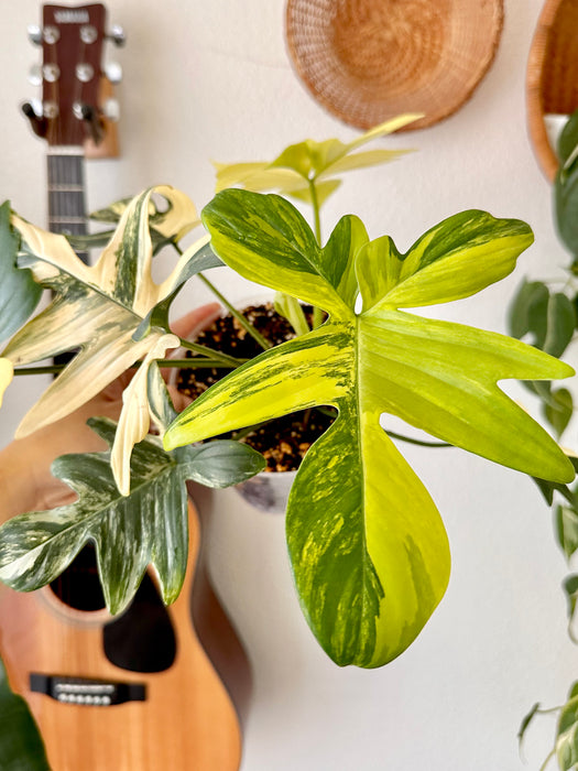 Philodendron Pedatum Variegated