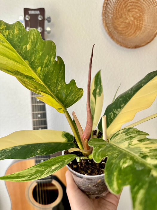 Philodendron Caramel Marble