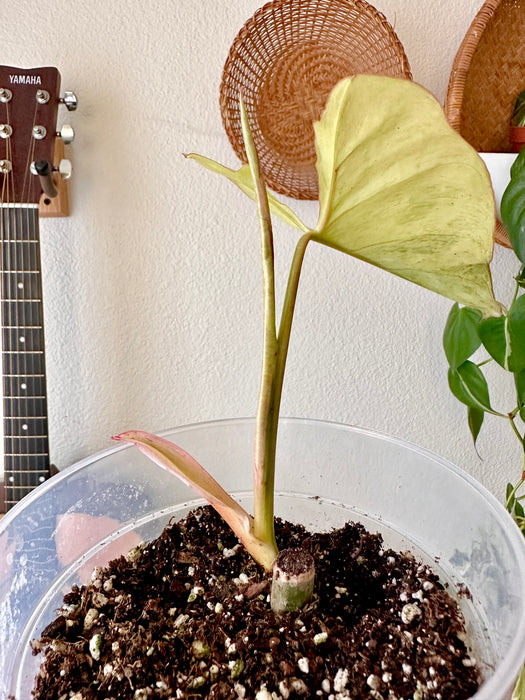 Philodendron Paraiso Verde Aurea Variegated