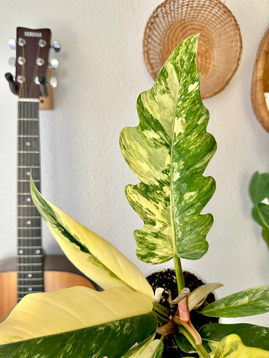 Philodendron Caramel Marble