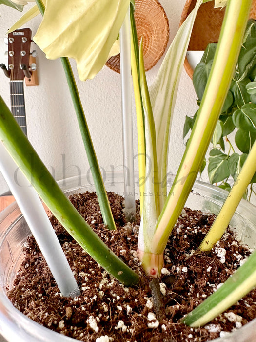 Philodendron Golden Dragon Variegated