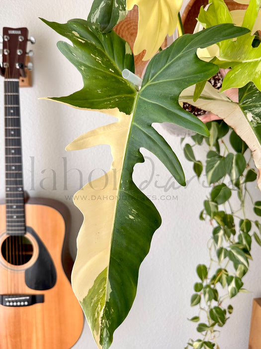 Philodendron Golden Dragon Variegated