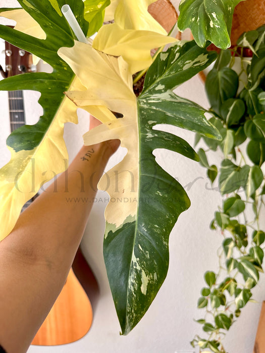 Philodendron Golden Dragon Variegated