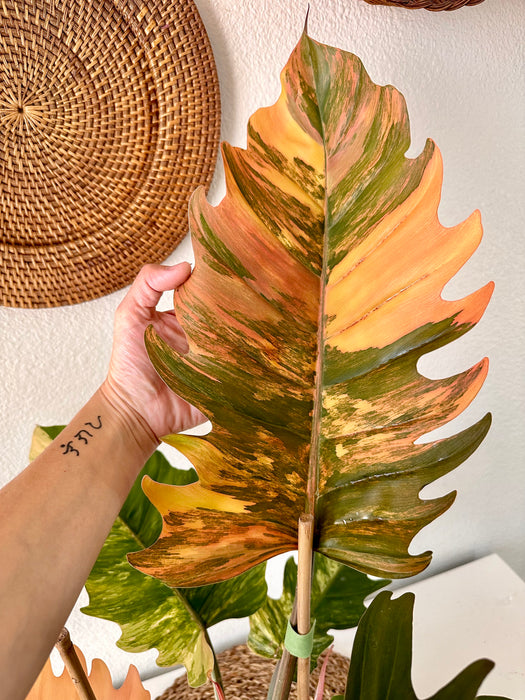 Philodendron Caramel Marble