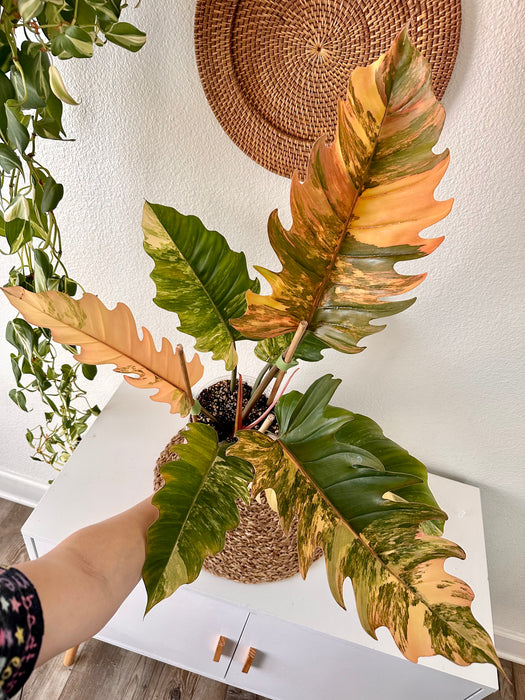 Philodendron Caramel Marble