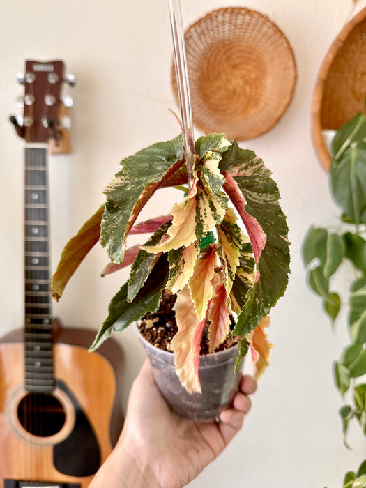 Begonia Galaxy Ginny Variegated