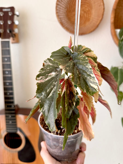 Begonia Galaxy Ginny Variegated