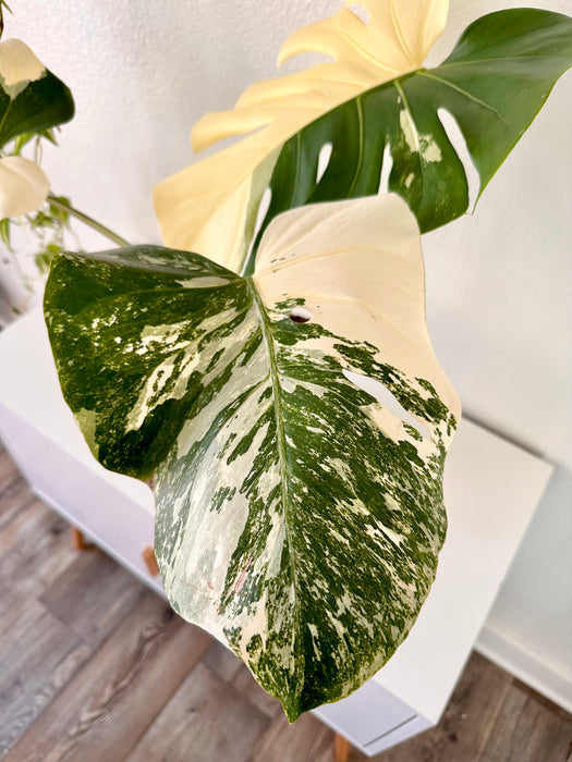 Monstera Deliciosa Albo aka LARGE FORM ALBO