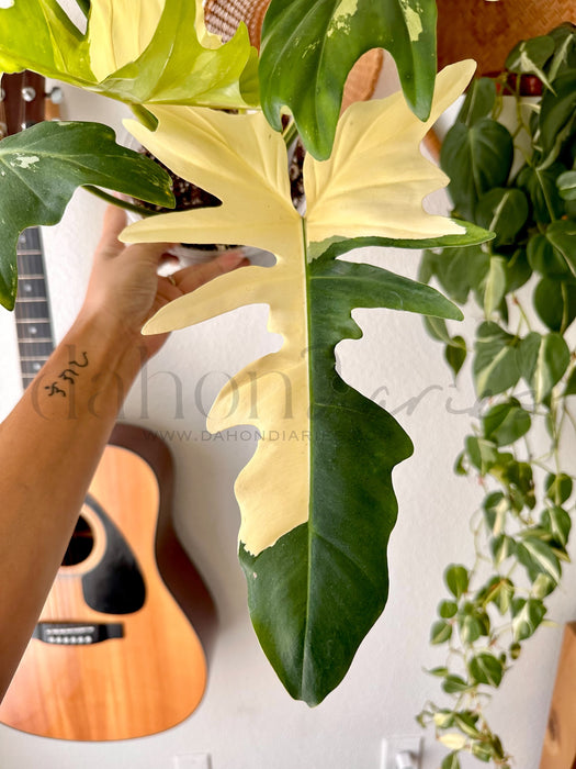 Philodendron Golden Dragon Variegated