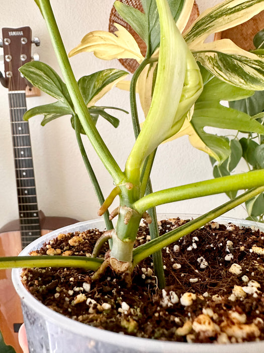 Philodendron Pedatum Variegated