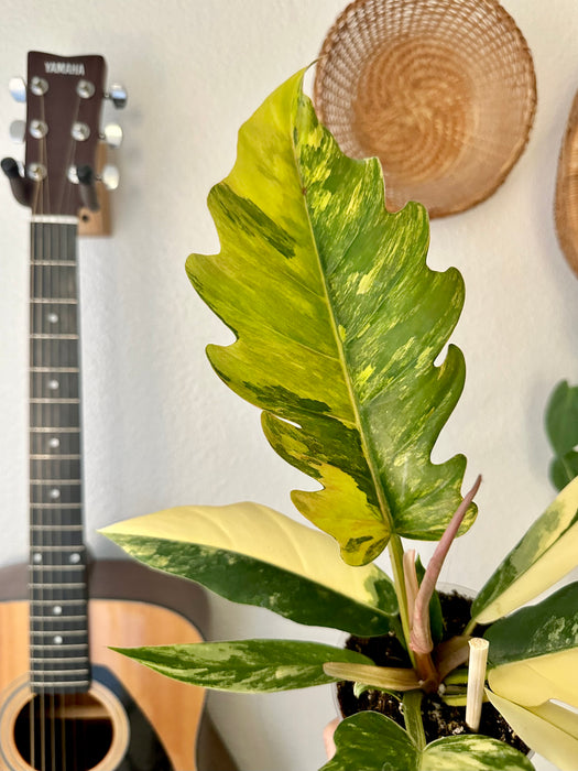 Philodendron Caramel Marble