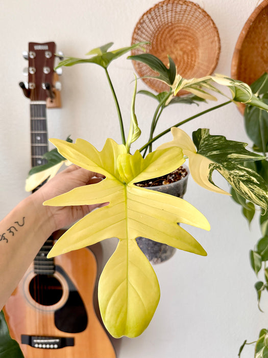 Philodendron Pedatum Variegated