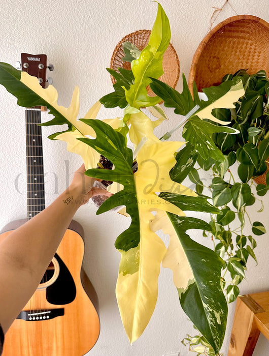 Philodendron Golden Dragon Variegated