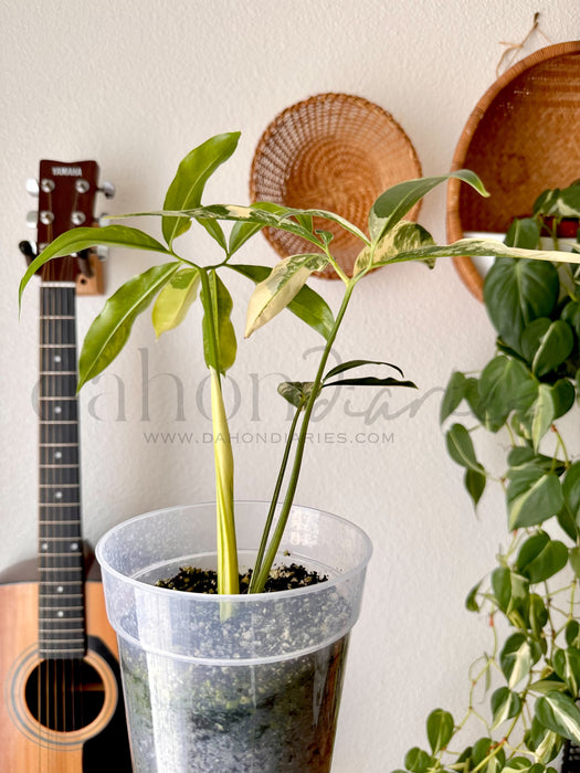 Thaumatophyllum Spruceanum Aurea / Philodendron Goeldii Aurea Variegated