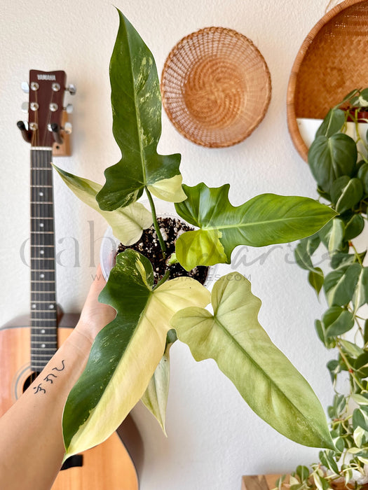 Philodendron Golden Dragon Mint Variegated