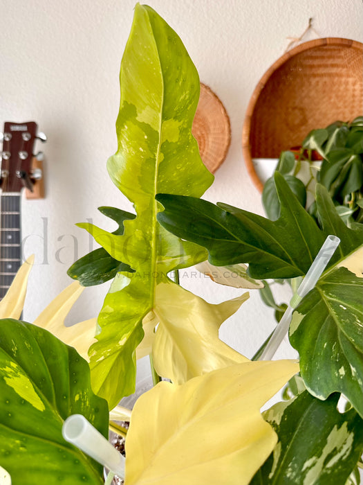 Philodendron Golden Dragon Variegated