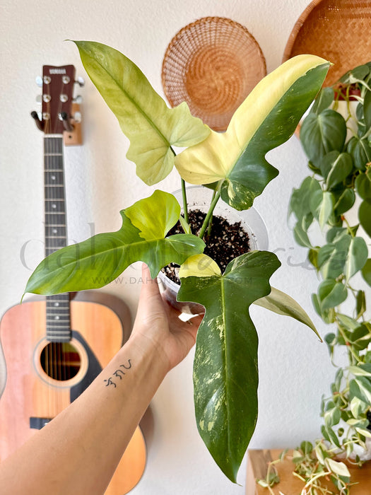 Philodendron Golden Dragon Mint Variegated