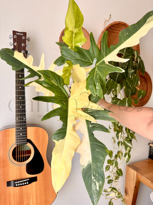 Philodendron Golden Dragon Variegated