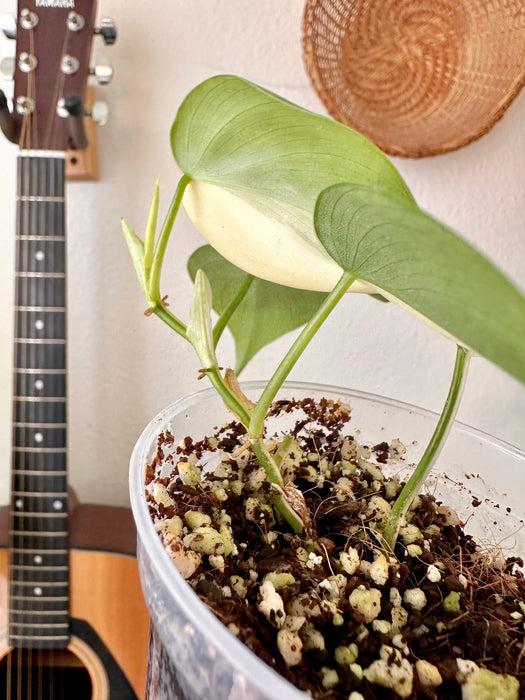 Philodendron Hederaceum ‘Heartleaf’ Albo (B)