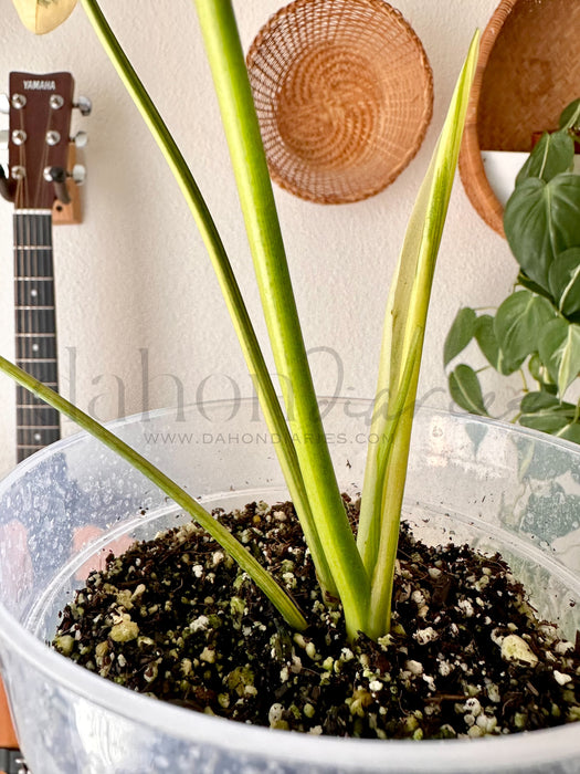 Thaumatophyllum Spruceanum Aurea / Philodendron Goeldii Aurea Variegated