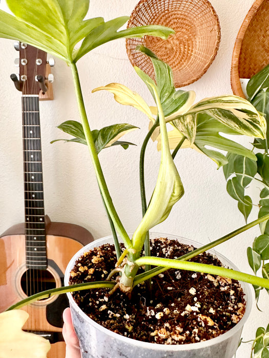 Philodendron Pedatum Variegated