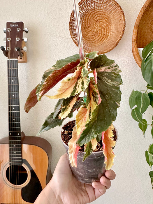 Begonia Galaxy Ginny Variegated