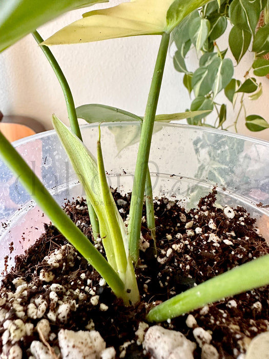 Philodendron Golden Dragon Mint Variegated