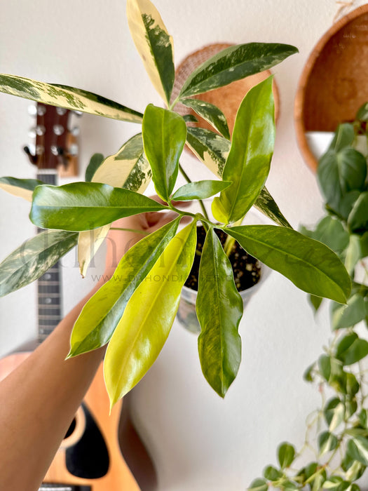 Thaumatophyllum Spruceanum Aurea / Philodendron Goeldii Aurea Variegated