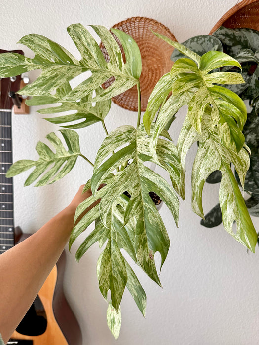 Epipremnum Pinnatum Marble Variegated