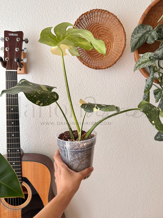 Monstera Deliciosa Thai Constellation