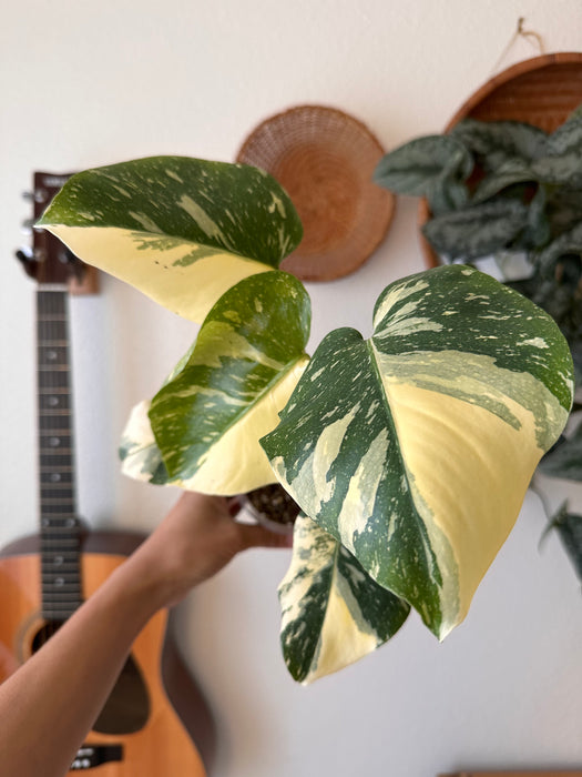 Monstera Thai Constellation High Variegation