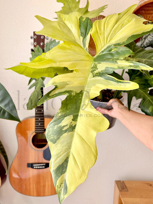 Philodendron Golden Dragon Mint Variegated