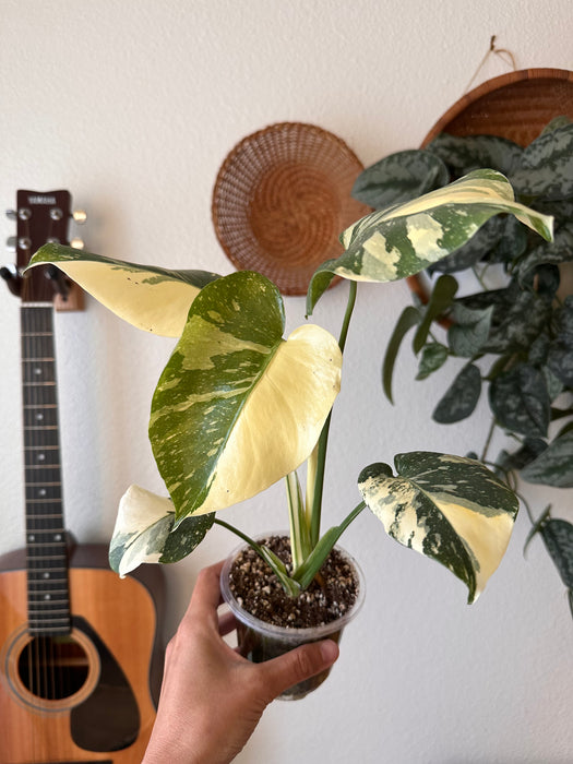 Monstera Thai Constellation High Variegation