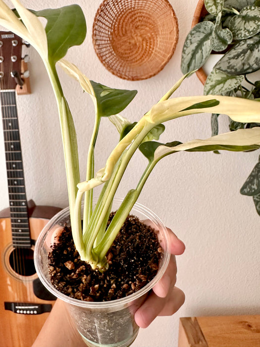 Monstera Adansonii Albo Halfmoon