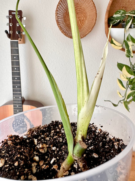 Monstera White Monster