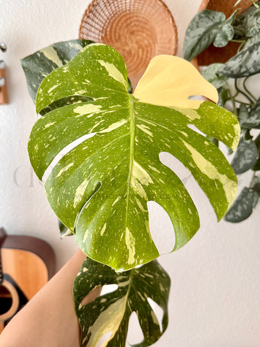 Monstera Deliciosa Thai Constellation