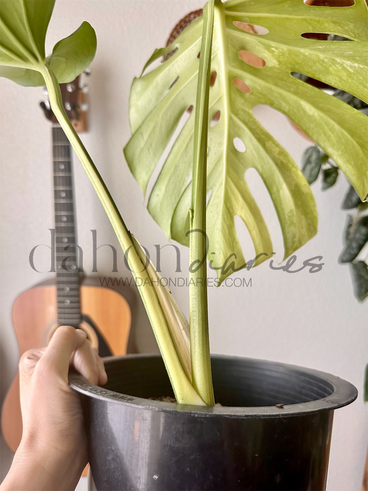 Monstera Deliciosa (Large Form) Mint Variegated