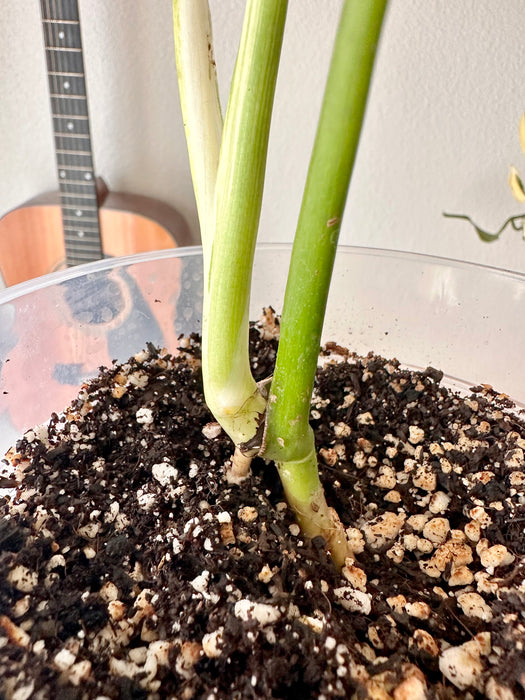 Monstera White Monster