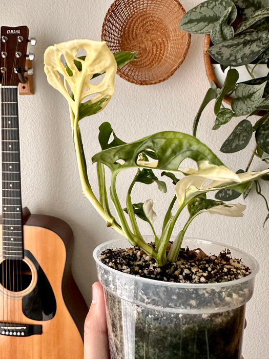 Monstera Adansonii Tricolor