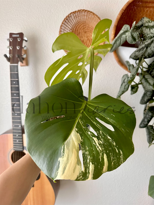 Monstera Deliciosa (Large Form) Mint Variegated