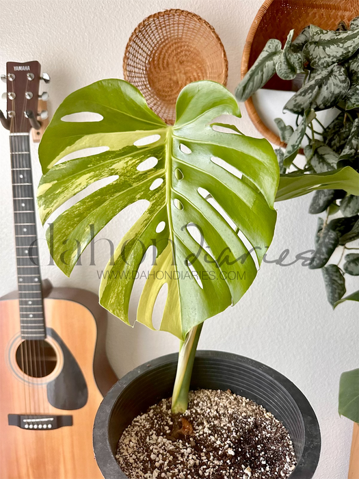 Monstera Deliciosa (Large Form) Mint Variegated