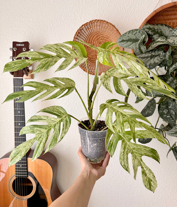 Epipremnum Pinnatum Marble Variegated