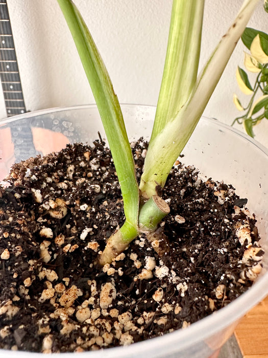 Monstera White Monster