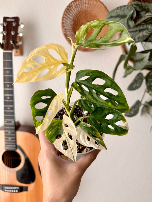 Monstera Adansonii Tricolor