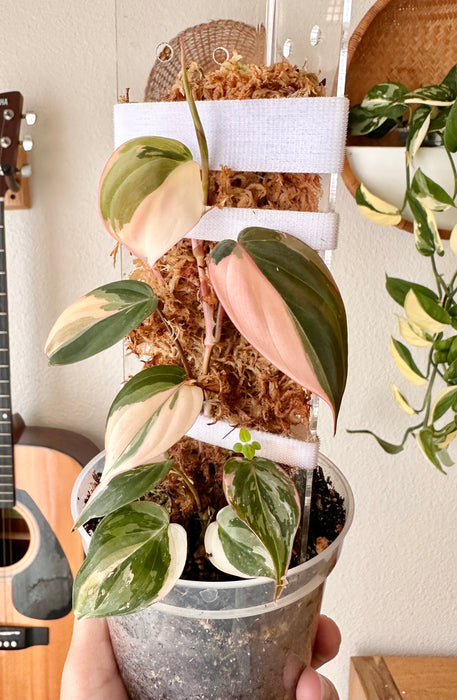 Philodendron Pink Micans