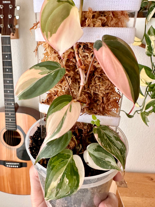 Philodendron Pink Micans