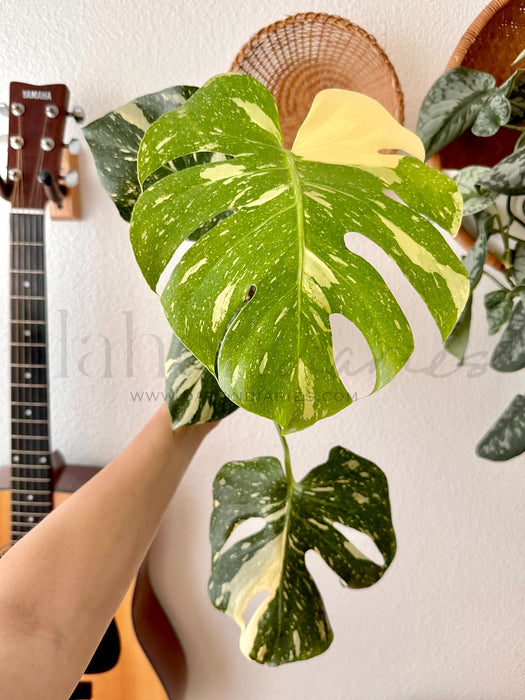 Monstera Deliciosa Thai Constellation