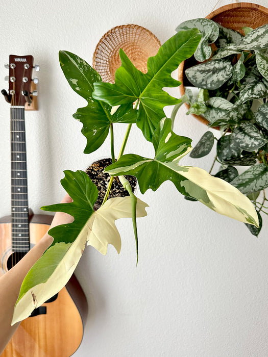 Philodendron Golden Dragon Variegated